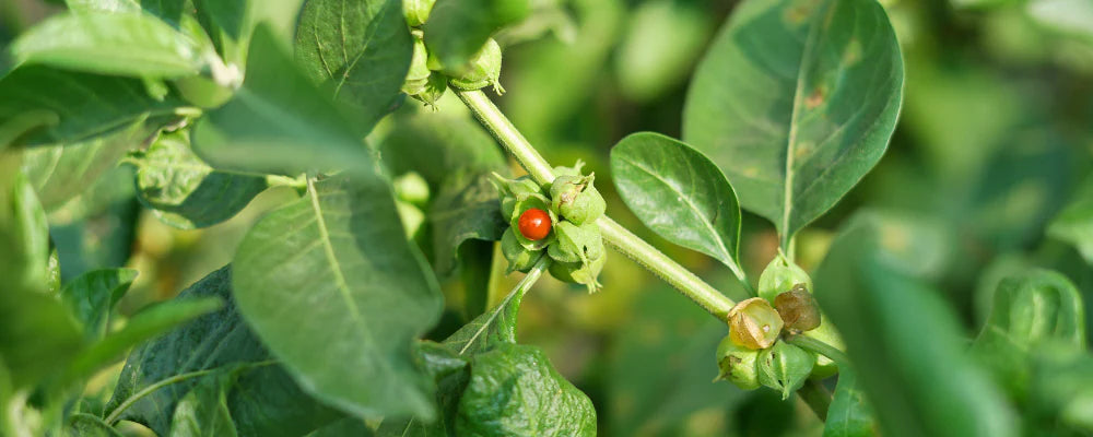 Plantes adaptogènes