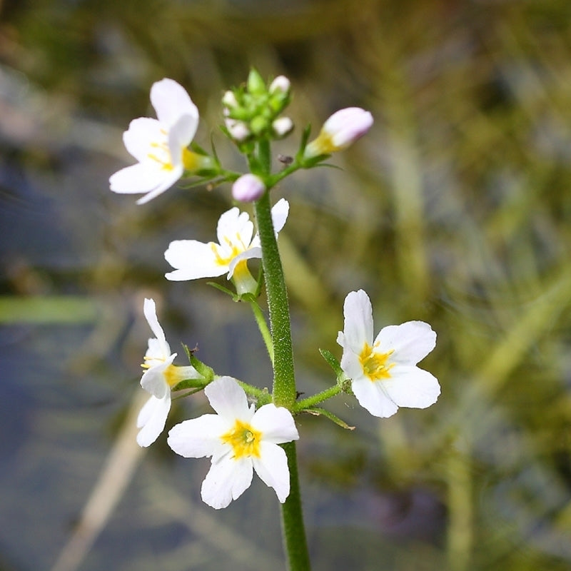 Elixir unitaire n°34 - Hottonie des marais / Water Violet - Les fleurs de bach - Odesssence - Beauté naturelle et bio - Bordeaux