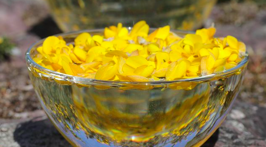 Comprendre les Fleurs de Bach