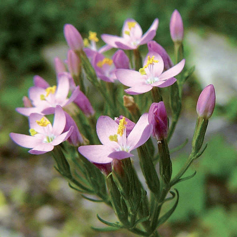 Elixir unitaire n°4 - Centaurée / Centaury - Les fleurs de Bach - Odessence - Beauté Naturelle et Bio - Bordeaux