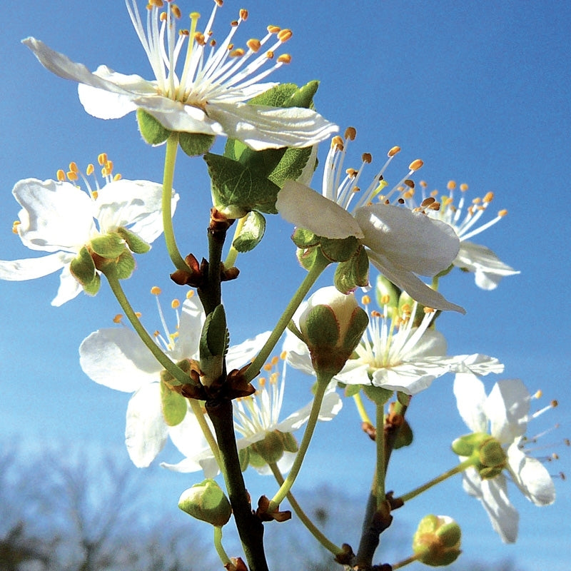 Elixir unitaire n°6 - Prunus / Cherry plum - Les fleurs de Bach - Odessence - Beauté Naturelle et Bio - Bordeaux