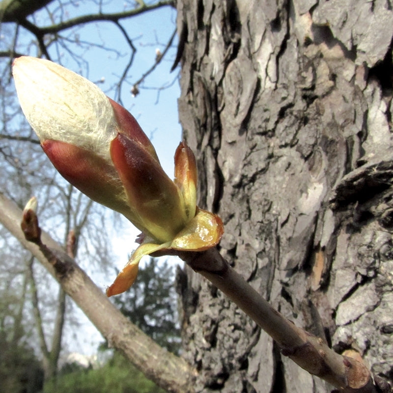 Elixir unitaire n°7 - Bourgeon de Marronnier/ Chestnut Bud - Les fleurs de Bach - Odessence - Beauté naturelle et bio - Bordeaux