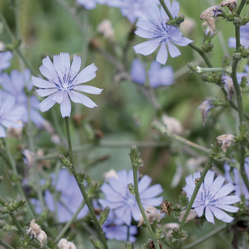 Elixir unitaire n°8 - Chicorée / Chicory - Les fleurs de Bach - Odessence - Beauté naturelle et bio - Bordeaux