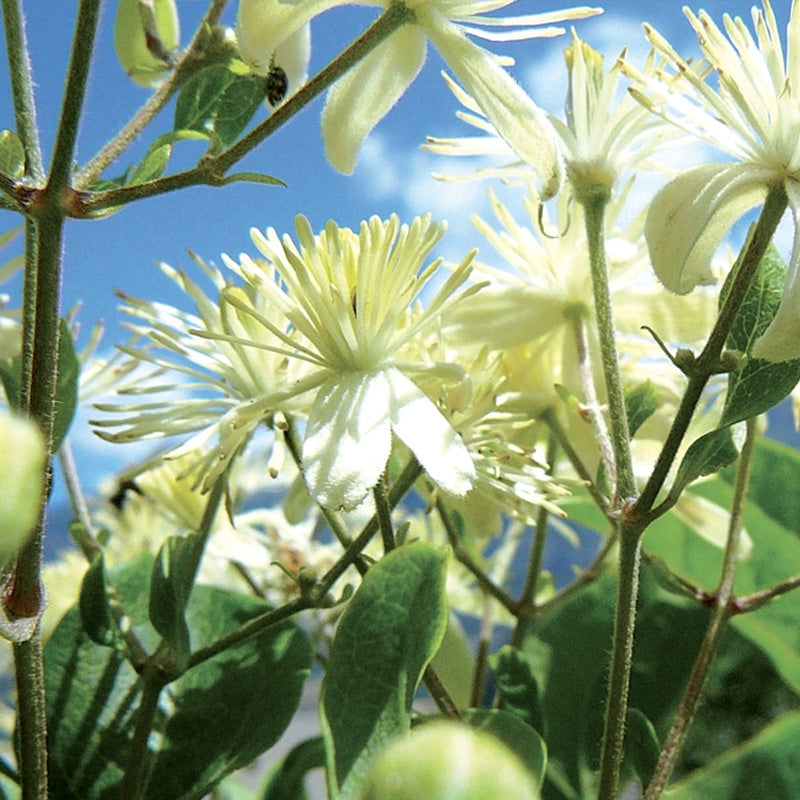 Elixir unitaire n°9 - Clématite/Clematis - Les fleurs de Bach - Odessence - Beauté naturelle et bio - Bordeaux