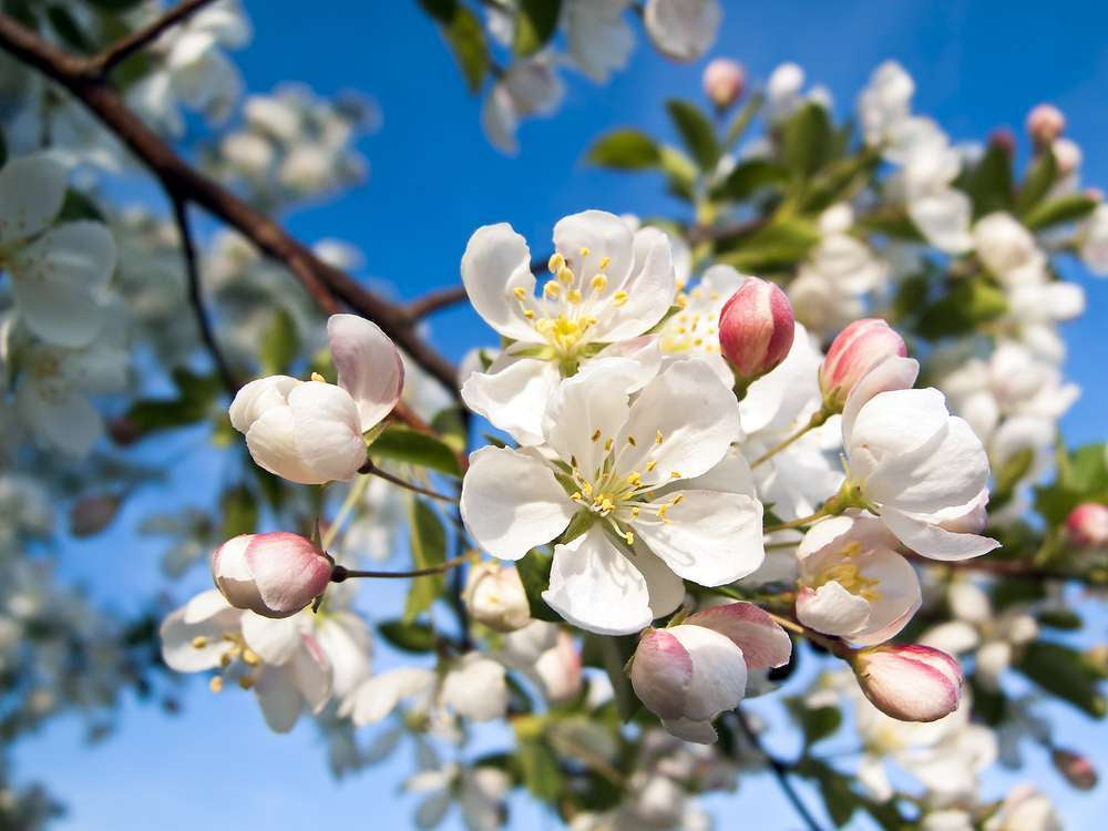 Elixir unitaire n°10 - Pommier sauvage /Crab apple - Les fleurs de Bach - Odessence - Beauté Naturelle et Bio - Bordeaux