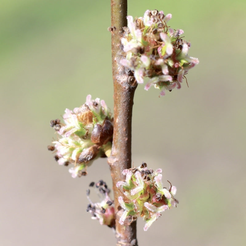 Elixir unitaire n°11 - Orme / Elm - Les fleurs de Bach - Odessence - Beauté naturelle et bio - Bordeaux