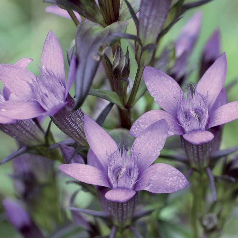 Elixir n°12 - Gentiane / gentian - Les feurs de Bach - Odessence - Beauté Naturelle et Bio - Bordeaux