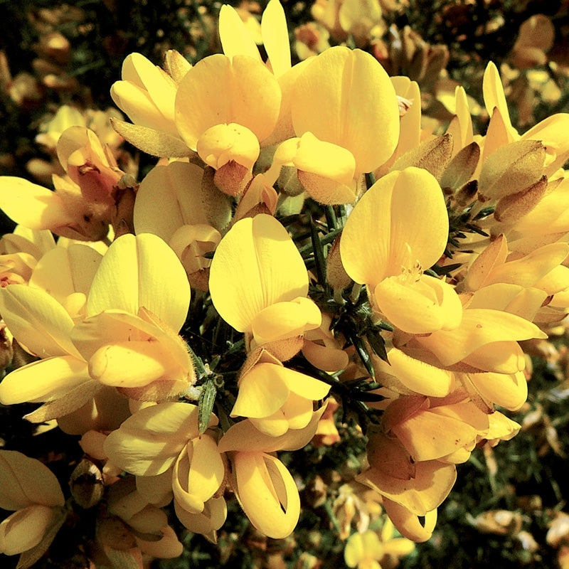 Elixir unitaire n°13 - Ajonc / Gorse - Les fleurs de Bac - Odessence - Beauté naturelle et bio - Bordeaux