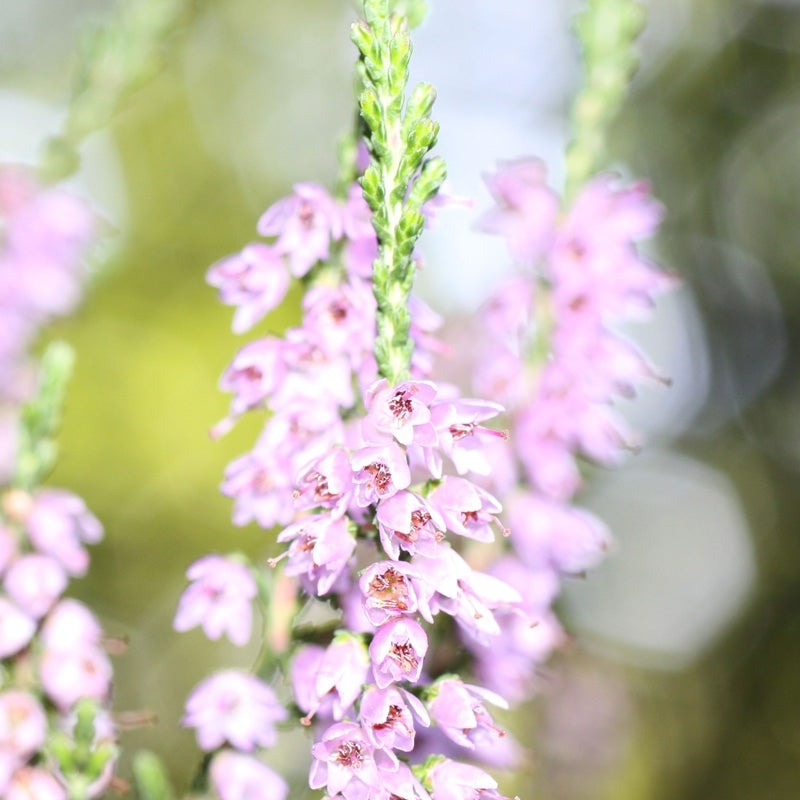 Elixir unitaire n°14 - Bruyère / Heather - Les fleurs de Bach - Odessence - Beauté naturelle et Bio - Bordeaux