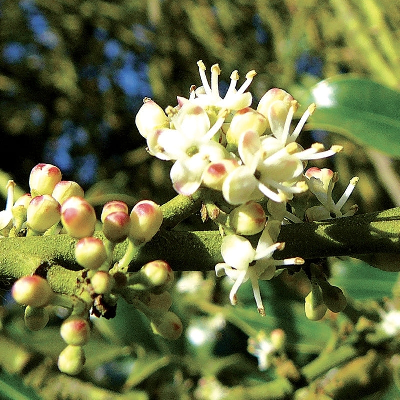 Elixir unitaire n°15 - Houx / Holly - Les fleurs de Bach - Odessence - Beauté naturelle et bio - Bordeaux