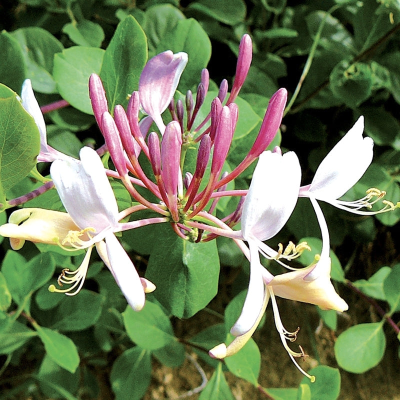 elixir unitaire n°16 chèvrefeuille / honeysuckle - Les fleurs de bach - Odessence - Beauté naturelle et bio - Bordeaux