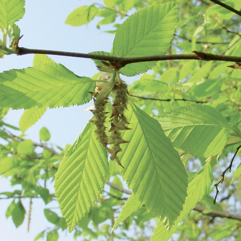 Elixir unitaire n°17 - Charme / hornbeam - Les fleurs de bach - Odessence - Beauté naturelle et bio - Bordeaux