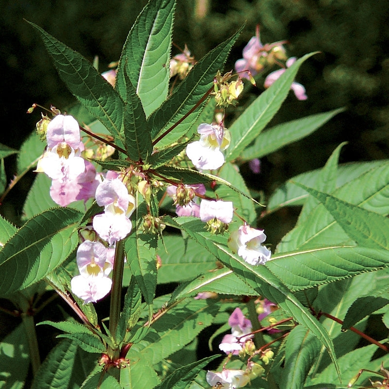 Elixir unitaire n°18 - Impatiente / impatiens - Les fleurs de bach - Odessence - Beauté naturelle et bio - Bordeaux