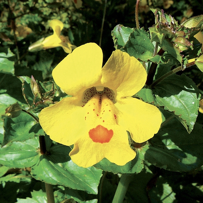 Elixir unitaire n°20 - mimule / mimulus - Les fleurs de bach - Odessence - Beauté naturelle et bio -  Bordeaux