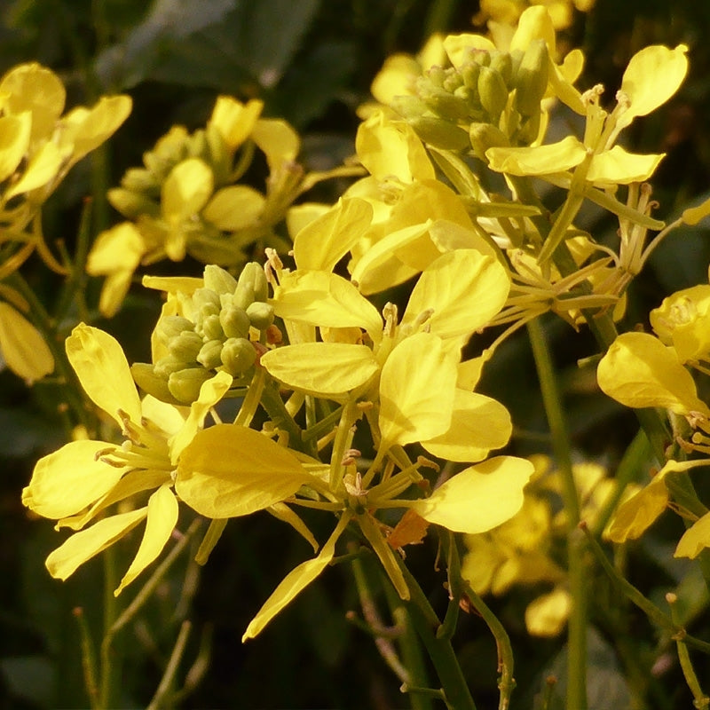 Elixir unitaire n°21 - Moutarde / Mustard - Les fleurs de bach - Odessence - Beauté naturelle et bio - Bordeaux