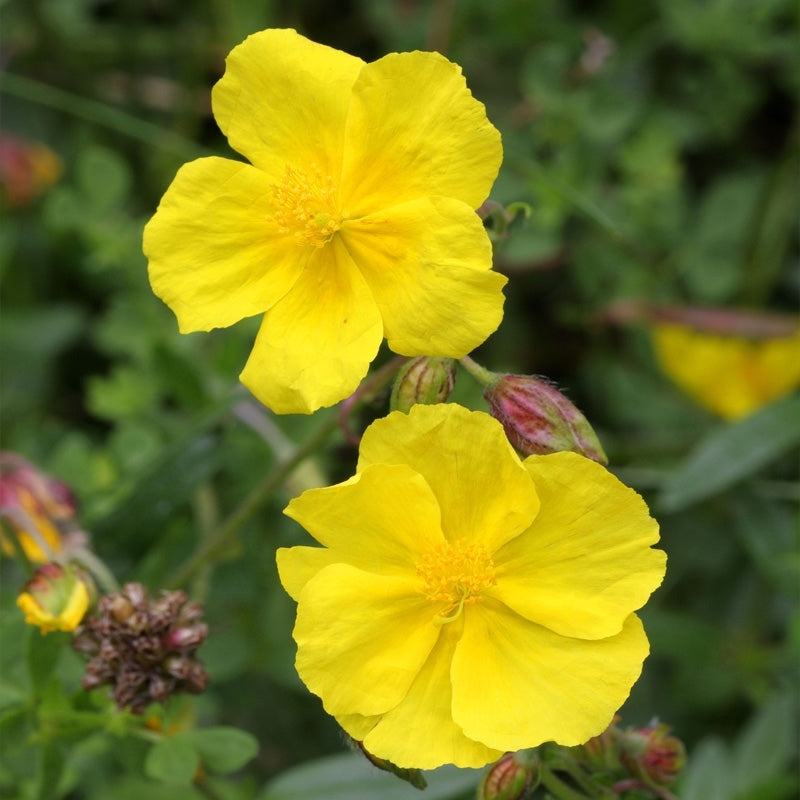 Elixir unitaire n°26 - Hélianthème / Rock rose - Les fleurs de bach - Odessence - Beauté naturelle et bio - Bordeaux