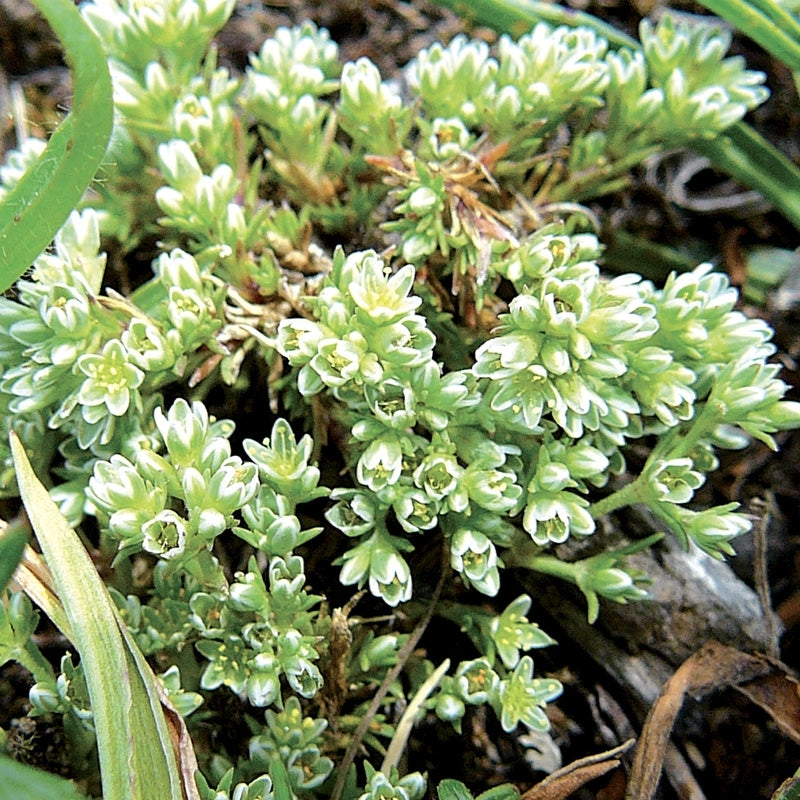 Elixir unitaire n°28 - Gnavelle / scleranthus - Les fleurs de bach - Odessence - Beauté naturelle et bio - Bordeaux