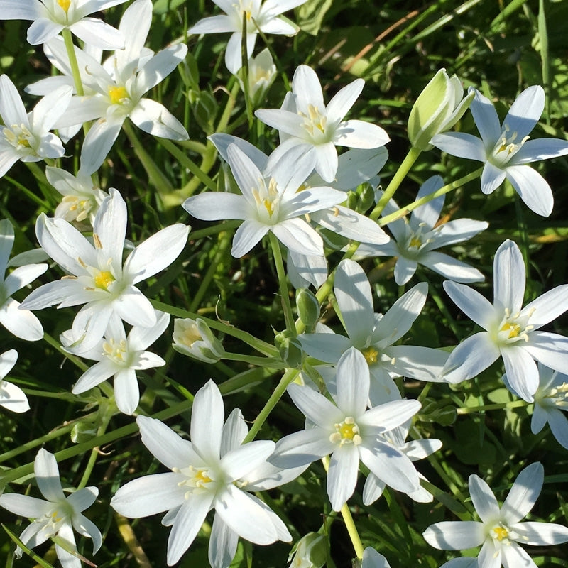 Elixir unitaire n°29 - Dame-d'onze-heure / Star of Bethelem - Les fleurs de bach - Odessence - Beauté naturelle et bio - Bordeau