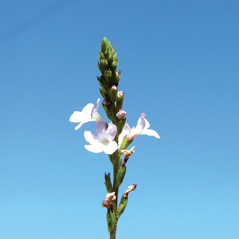 Elixir unitaire n°31 - Verveine /vervain - Les fleurs de bach - Odessence - Beauté naturelle et bio - Bordeaux