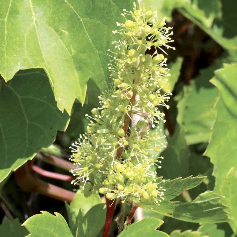 Elixir unitaire n°32 - Vigne / vine - Les fleurs de bach - Odessence - Beauté naturelle et bio - Bordeaux