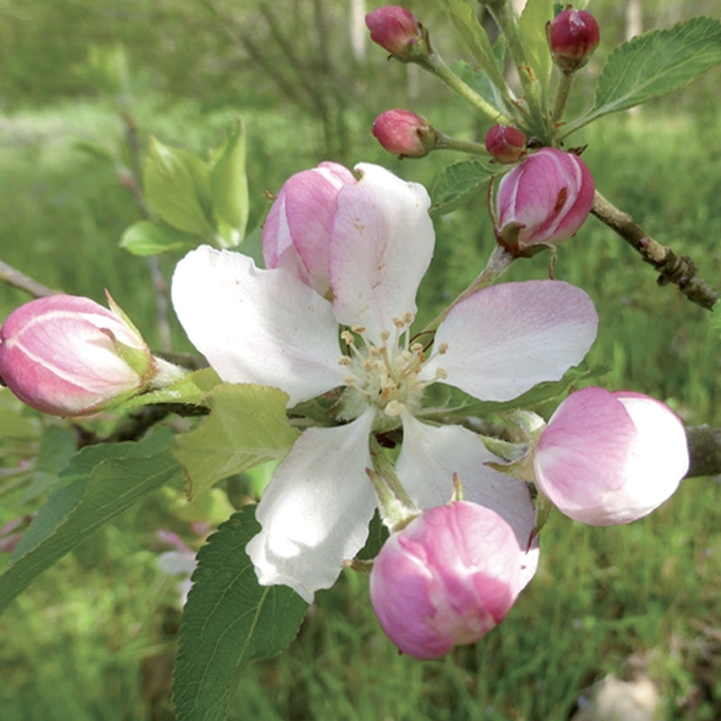 Elixir unitaire n°37 - Eglantine / wild rose - Les fleurs de Bach - Odessence - Beauté naturelle et bio - Bordeaux